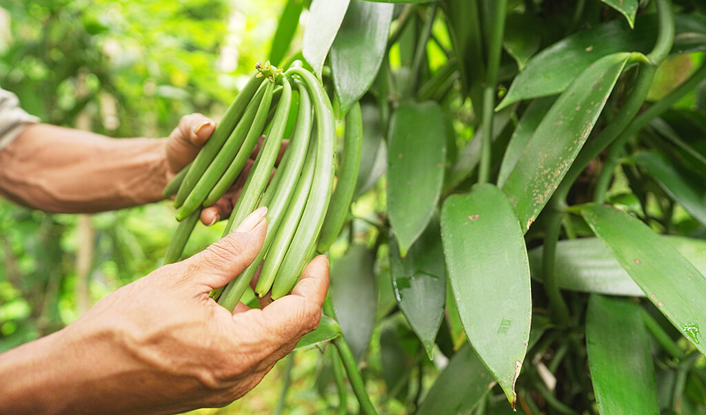 Vanilla Farmer Inspecting Pods - ICG Flavours